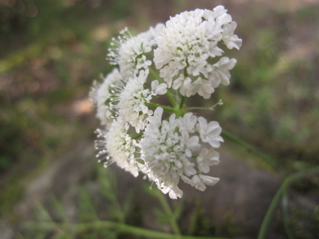 Oenanthe pimpinelloides